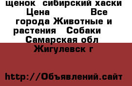 щенок  сибирский хаски › Цена ­ 12 000 - Все города Животные и растения » Собаки   . Самарская обл.,Жигулевск г.